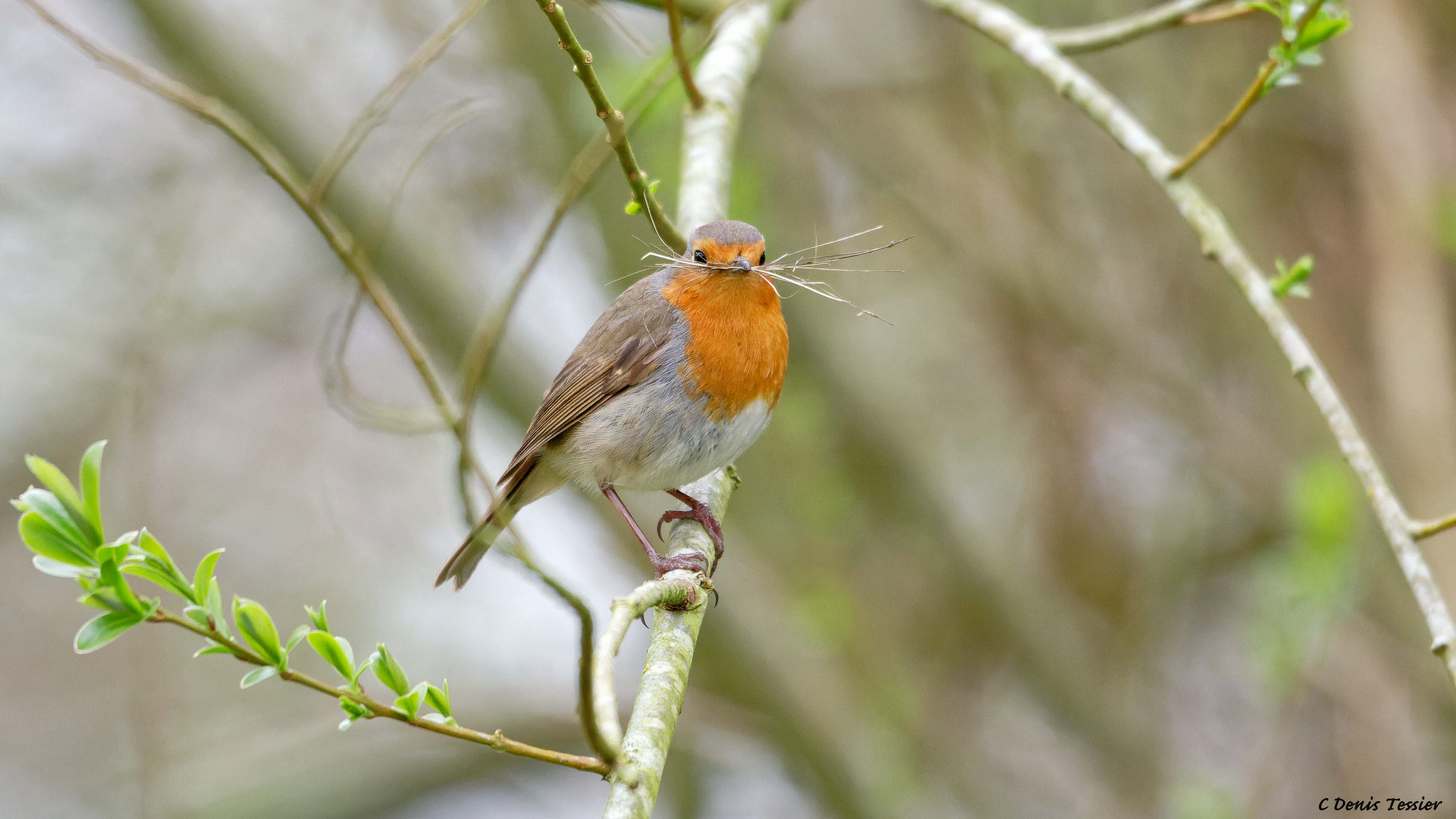 un rouge gorge, un oiseau parmi la biodiversité de la ferme